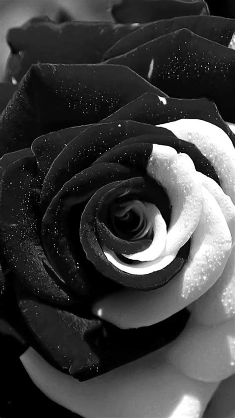 black and white rose pics|black and white rose 4k.